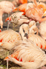 A colorful group of flamingos are standing closely next to each other on the ground, showcasing their stunning pink feathers and long legs