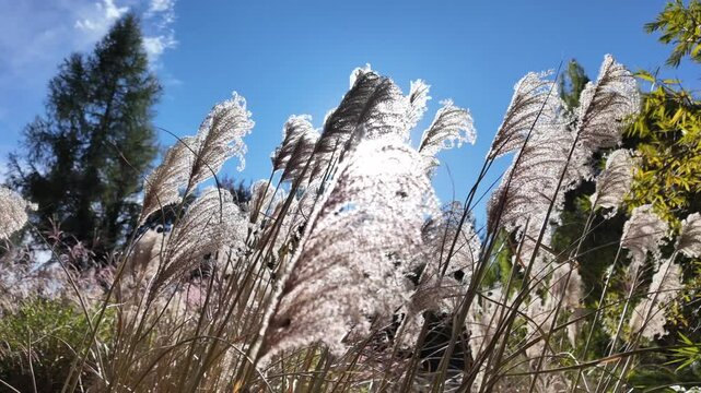 Pampas Grass, Silver Grass Swaying, Blue Skay. Slow Motion Video.