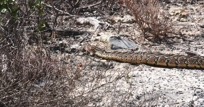 A large heavy bodied puff adder moves slowly towards bush cover on sandy soil