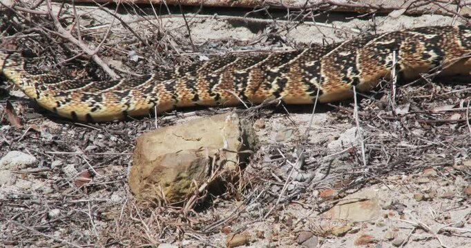 Close up of a heavy bodied puff adder crossing the frame from right to left on broken ground