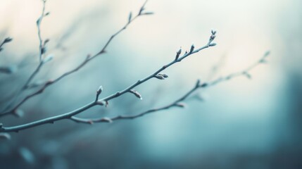 Bare branches create an elegant silhouette against a soft winter background, capturing the essence of a tranquil and cold season