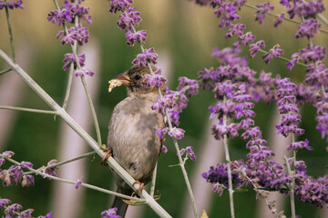passero nei fiori di lavanda