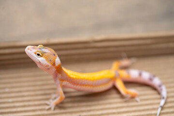 angle view Leopard gecko  at horizontal composition
