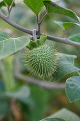 green fruits of durman close-up, prickly fruits of durman the fruit is poisonous, not edible 