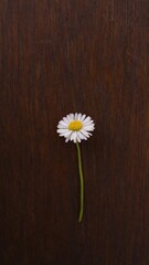 Obraz premium daisy on wooden background