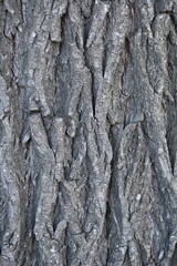grey texture of tree bark as background close up, grey texture of tree bark verde macro 