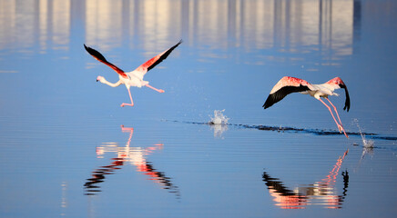 flamingo in flight