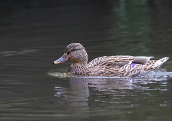 Mallard Duck on Calm Lake