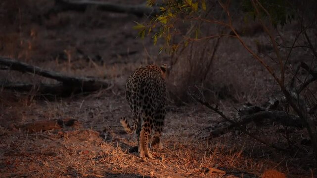 Female Leopard (Panthera pardus) is on the move as darkness falls. Leopards primarily rest during the day and hunt at night. Slow motion, 25 percent natural speed.