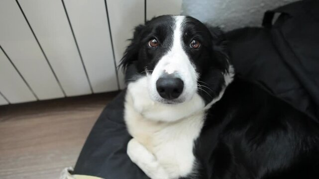 Border collie tumbado, primer plano mira 