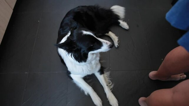 Perro border collie tumbado detr&aacute;s de mujer