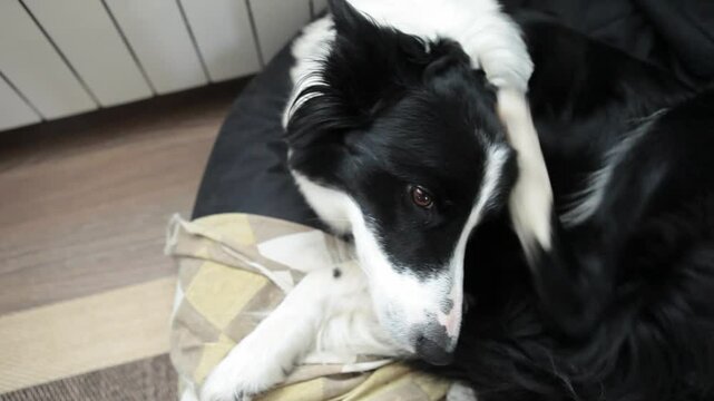 Perro se arrasca