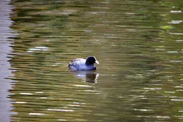 Ein Blässhuhn schwimmt im Wasser