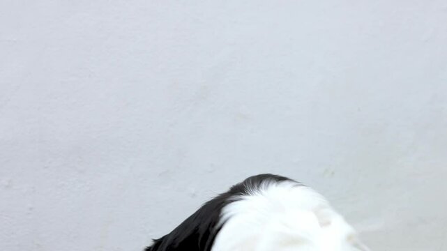 Border collie primer plano, agacha las orejas