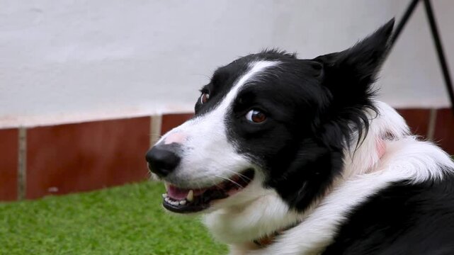 Border collie primer plano mirada