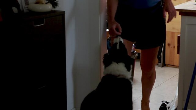 Perro sigue a mujer