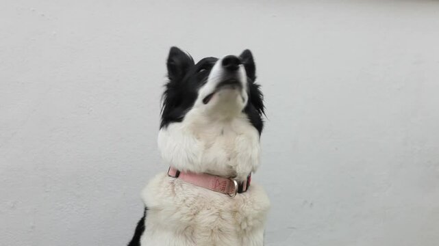  Border collie primer plano, mira a su alrededor
