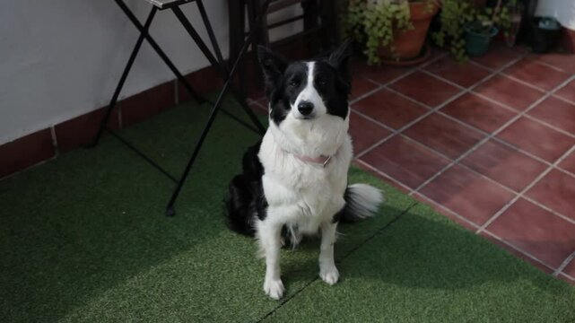 perro sentado gira la mirada 