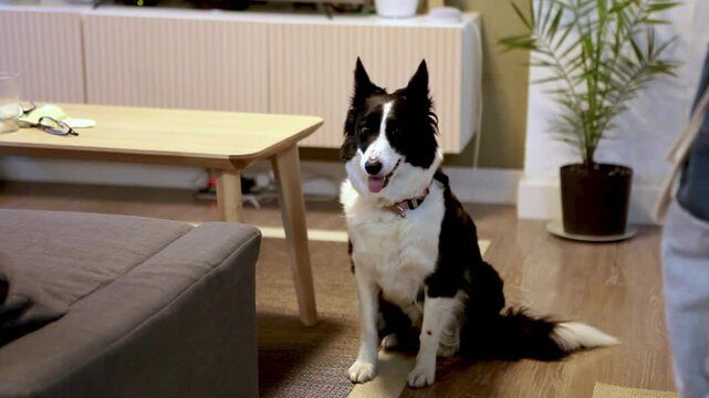 Perro en casa mirando