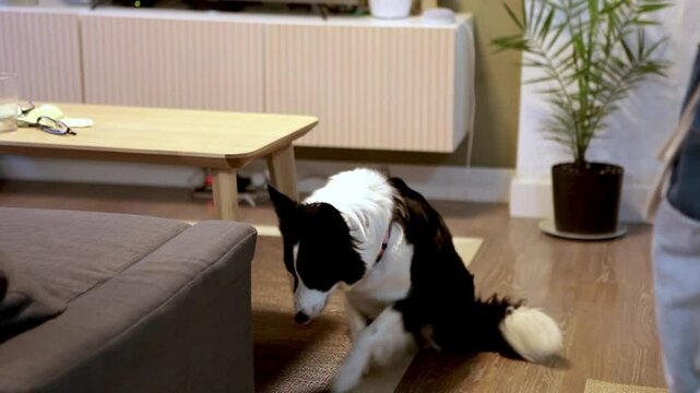 Perro mira a su alrededor y se tumba