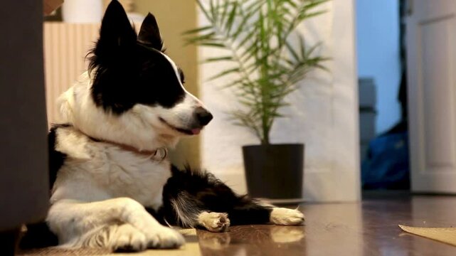 Perro gira su cabeza y mira 