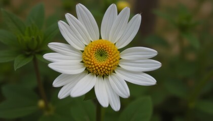 Fototapeta premium Blooming beauty in natures palette