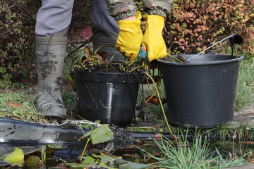 A man in yellow gloves prepares water lilies for winter storage in the basement in October