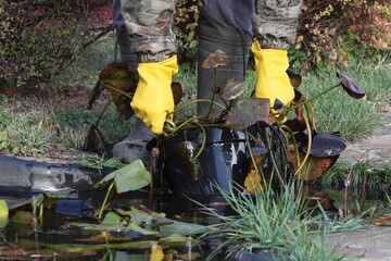 A man in yellow gloves prepares water lilies for winter storage in the basement in October
