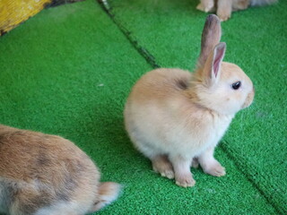 可愛い茶色の兎