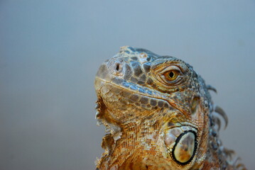 Iguana