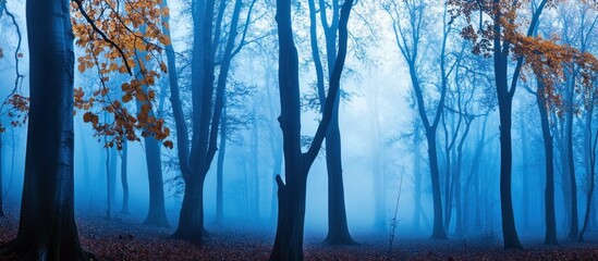 Naklejka premium Misty forest with tall trees and blue light, creating an ethereal and mystical atmosphere.