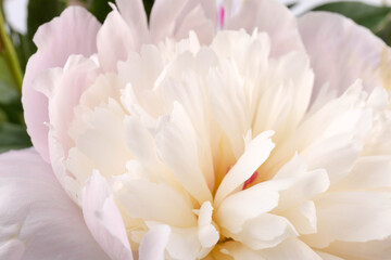 Peonies flowers. Floral beautifull background. Closeup. Nature.
