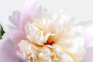 Obraz premium Peonies flowers. Floral beautifull background. Closeup. Nature.