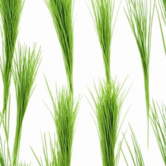Bunches of grass on white background