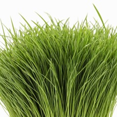 Obraz premium Bunches of grass on white background