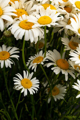 Obraz premium Chamomile or daisies isolated on black background.