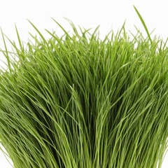 Fototapeta premium Bunches of grass on white background