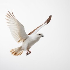 Fototapeta premium white and brown flying bird on white background
