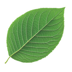 Obraz premium Green leaf, isolated on a transparent background.