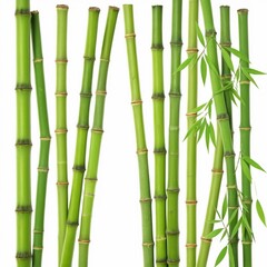 Fototapeta premium bamboo green sticks with leaves isolated on white background