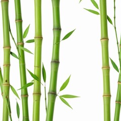 Fototapeta premium bamboo green sticks with leaves isolated on white background