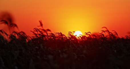 Obraz premium A vivid sunset over a field of crops, with the sky glowing in shades of orange and red.