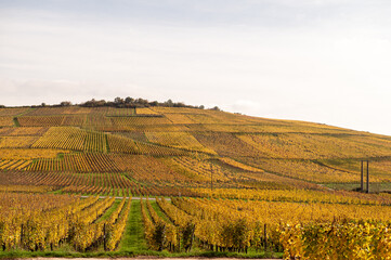 Naklejka premium Herbstliche Weinberge