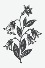 Bellflower Branch with Flowers Silhouette Vector Illustration in Detailed Botanical Art Style