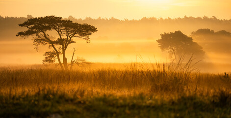 The Veluwe turns golden during a misty sunrise in autumn. At times, it feels like Africa on the Veluwe during the early morning.