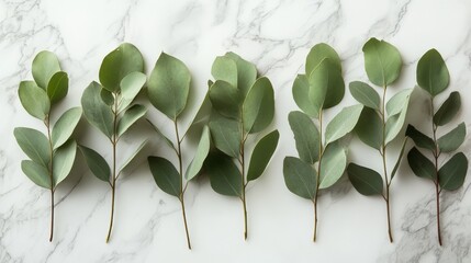 Eucalyptus leaves arranged in a line on a marble surface.