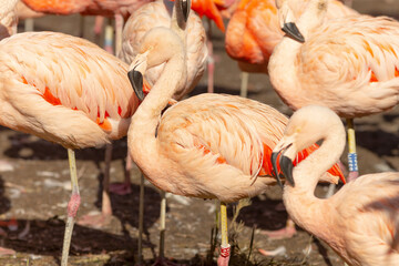 A beautiful flock of flamingos can be seen standing gracefully on the ground, creating a stunning visual in their natural habitat