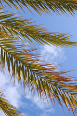 Fototapeta premium Green palm leaves against the sky, view from the bottom up. Nature background. Palm leaves background, wallpaper
