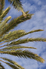 Green palm leaves against the sky, view from the bottom up. Nature background. Palm leaves background, wallpaper