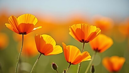 Obraz premium Blooming with Joy A Field of Orange Poppies